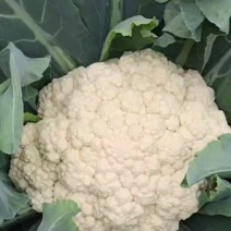 基地优品100天越冬耐寒松花菜种子春秋青梗白菜花椰菜种子