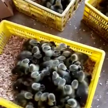 马岗鹅苗大量有货量多优惠