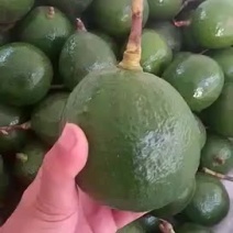 牛油果