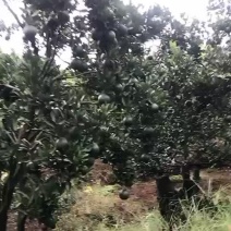 精品芦柑大量上市