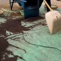 五彩石竹种子