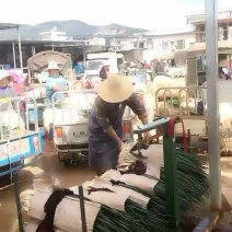 蒜苗