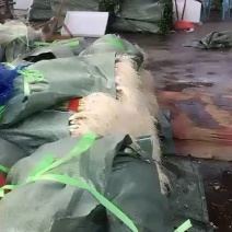 蒜苗