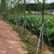 养殖场地出租。交通便利环境优美养殖休闲均可求合作