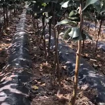 3公分梨树皇冠梨，早酥梨，红梨一号，