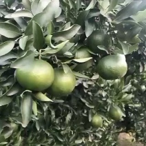 特级芦柑