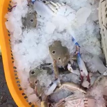 三点蟹