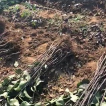 皇冠梨苗玉露香梨苗彩虹梨苗