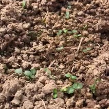 大量出售正宗藤椒奶苗营养杯苗。嫁接营养杯苗