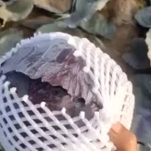 紫甘蓝