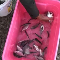 鳊鱼苗