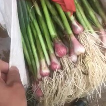 蒜苗