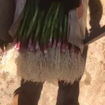 蒜苗
