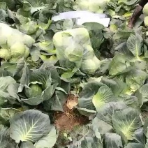 甘蓝