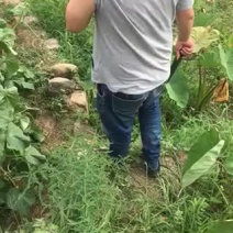 蒜苗