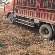 基地直销1公分及以上规格八棱海棠苗装车量大价优