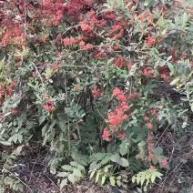 火棘球火棘苗40公分左右高度先挖先卖基地直销