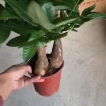 140原盆三杆发财树