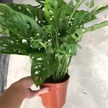 小盆栽-120仙洞龟背竹