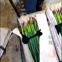 四季蒜苗