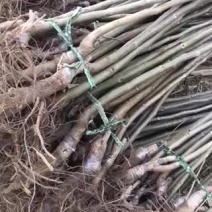 果树苗绿化苗占地树苗