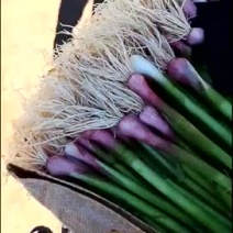 四季蒜苗