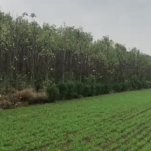 楸桐树