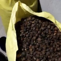 天柱山虎头崖风景区纯野生油茶籽