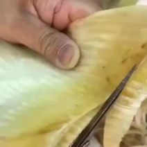 鲨鱼鱼翅边原生态鱼翅各大酒店必备用品