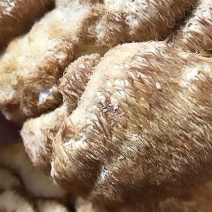 猴头菇