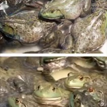 牛蛙