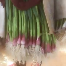 四季蒜苗