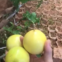 百香果苗