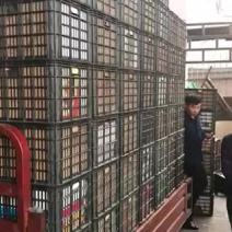 富士苹果，野生苹果，花牛苹果，四川，陕西，甘肃