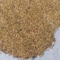 紫花苜蓿种子。产地大量发货，质量保证，实力供货