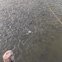 彭鲫鱼苗，水产，鲫鱼，纯种假一罚十