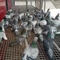 长期收购老信鸽，有环没环都可以