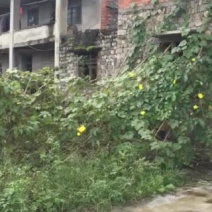 宅基地-农房出租