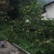 宅基地-农房出租