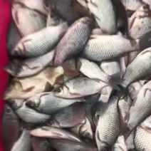 银鲫鱼
