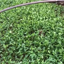 大量出售江津九叶青花椒芽苗
