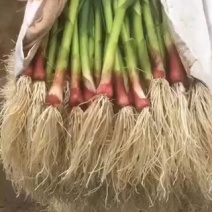 四季蒜苗