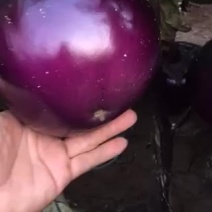 茄子贷源充足，价格便宜