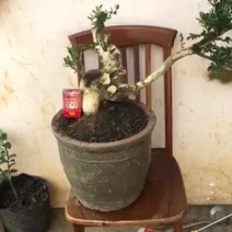 黄杨盆景不含盆30~50cm