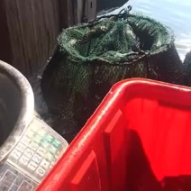 太湖大闸蟹