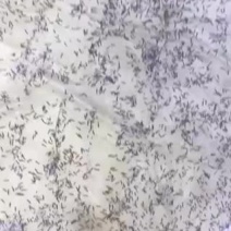 牛蛙苗