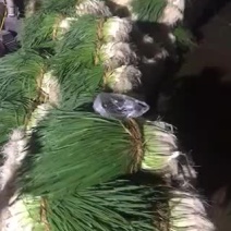 四季精品小香葱