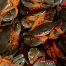 青蟹红膏蟹