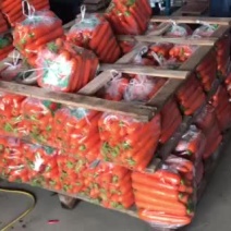 厦门红萝卜开拔了