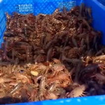 龙虾苗种虾